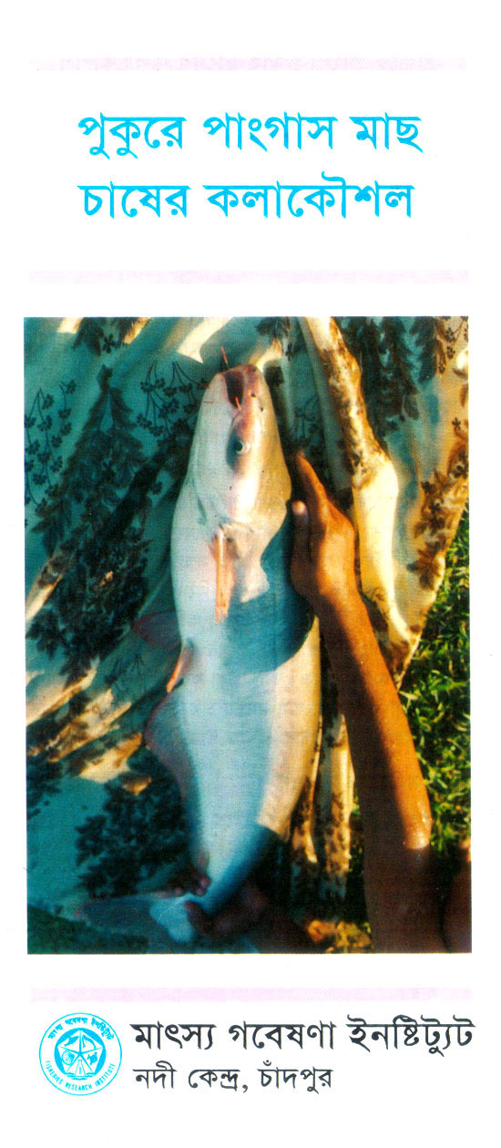 পুকুরে পাংগাস মাছ চাষের কলাকৌশল